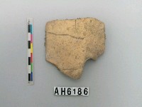 藏品(龜甲)的圖片